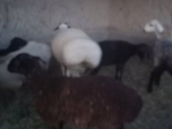 Ram, Sheep — Uzbekistan