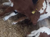 Бик, Simmental cattle — снимка 4