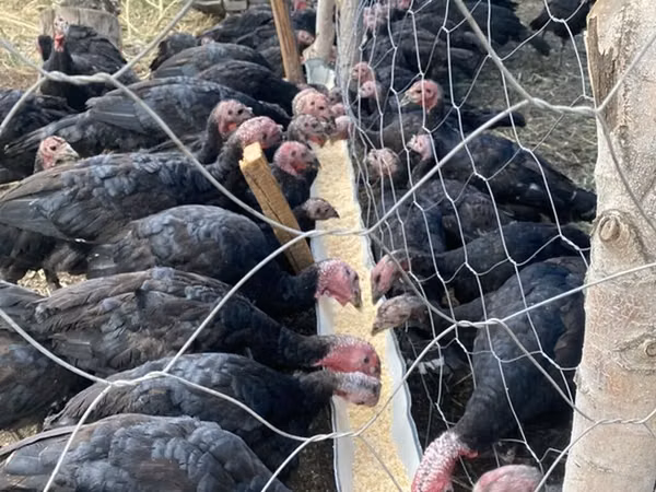 Turkeys — Kyrgyzstan