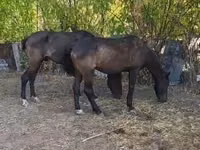 Ձի, Ձիեր — լուսանկար 1