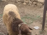 公羊, Sheep — 照片 4