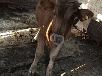 Krava, Swiss cattle — fotografija 1