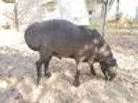 Vædder, Hissar sheep — foto 7