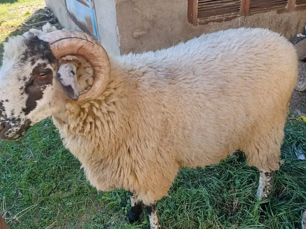 Ram, Sheep — Moldova