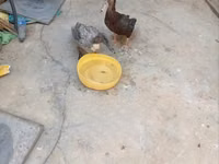 Ducks — foto 2