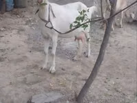 Capra, Capre — foto 4