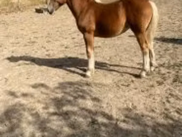 مادیان, اسب — مجارستان