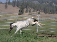 Horse (M), National Show Horse — photo 6
