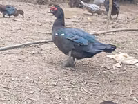 Ducks — foto 3