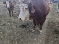 Lembu jantan, Simmental cattle — foto 3