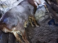 Vædder, Hissar sheep — foto 6
