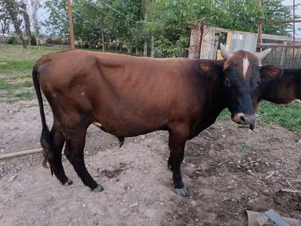 Dibi, Cattle — Usbakistan