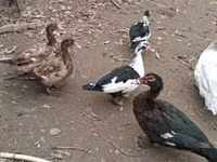 Ducks — புகைப்படம் 2