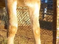 Beran, Arashan sheep — foto 5