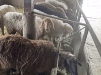 Kambing jantan, Hissar sheep — foto 3