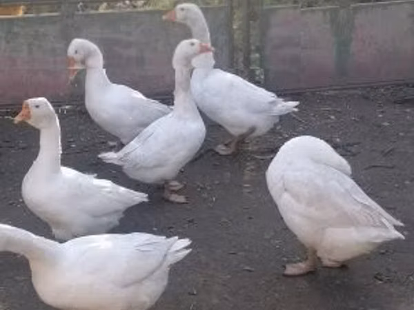 Geese