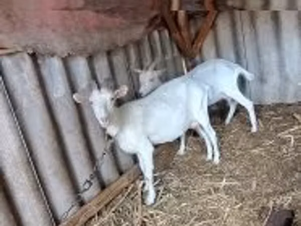 Goat, Goats — Hungary