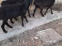 Ram, Sheep — photo 6