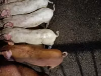 Sow, Pigs — photo 3
