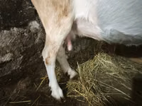 母山羊, Saanen goat — 照片 2