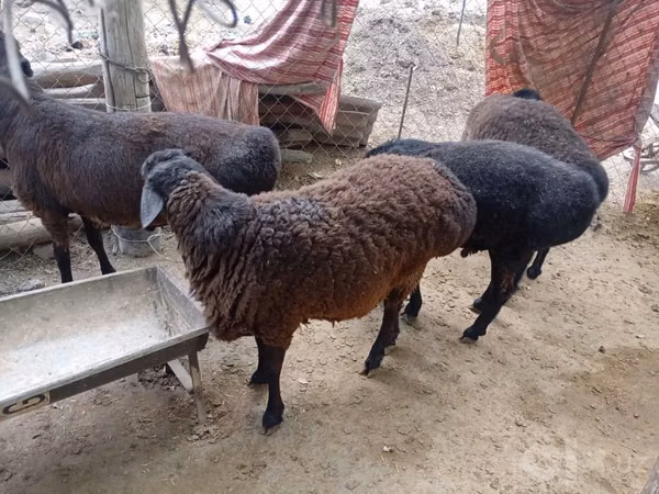 公羊, Sheep — 乌兹别克斯坦