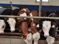 Lembu jantan, Simmental cattle — foto 1