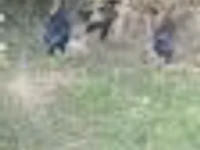 Chickens — عکس 7