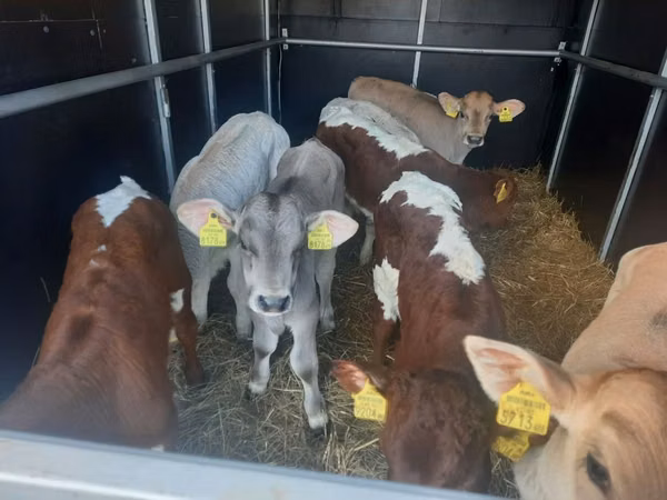 Bull, Simmental cattle — Poland