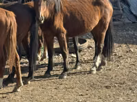 பெண் குதிரை, Kyrgyz Horse — புகைப்படம் 1