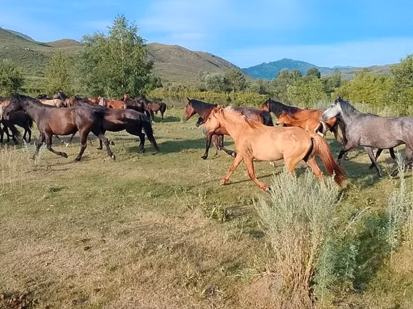 اسب نر, North Swedish horse — قزاقستان