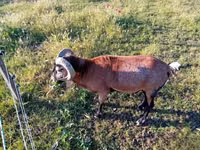 Billy Goat, Goats — photo 3