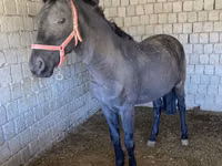 Horse (M), Horses — photo 1