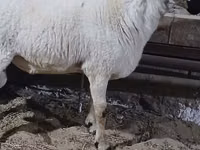 公羊, Sheep — 照片 4