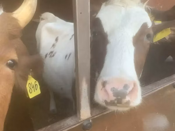 Cow, Swiss cattle — Russia