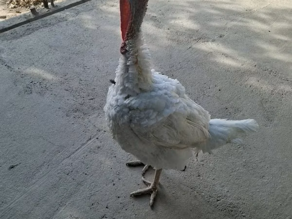 BIG 6 — Uzbekistan