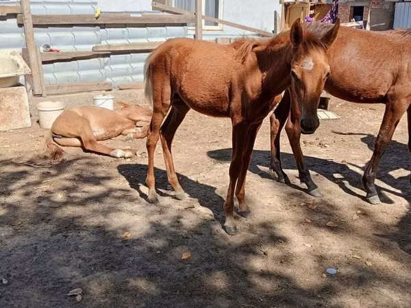 ม้าตัวผู้, Kazakh horse