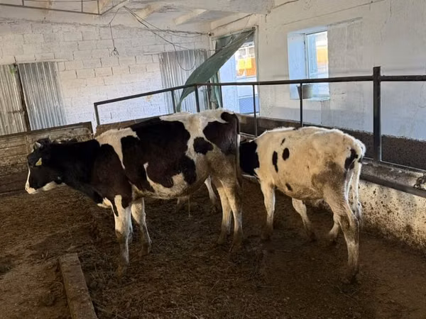 Cow, Holstein breed