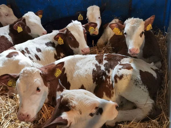 Rinder (Partie, Geschlecht nicht angegeben), Simmental cattle