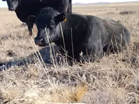 Toro, Swiss cattle — foto 3