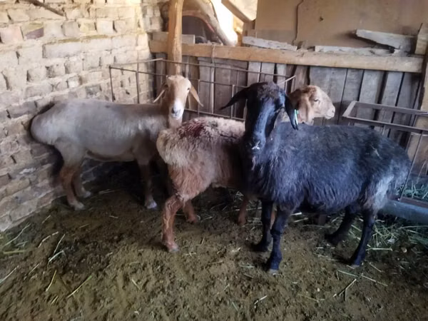 Ram, Sheep — Kyrgyzstan