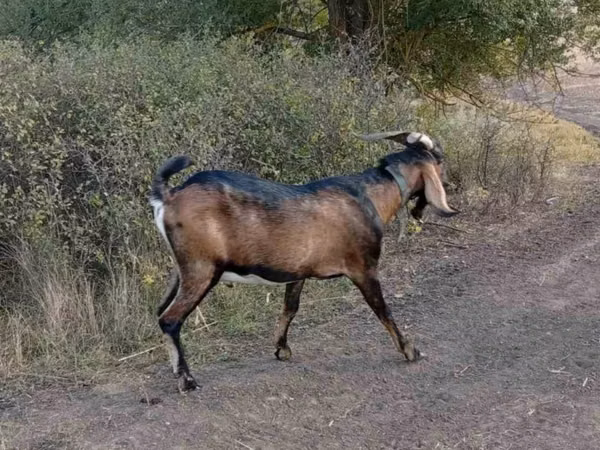 Billy Goat, Nubian Goat