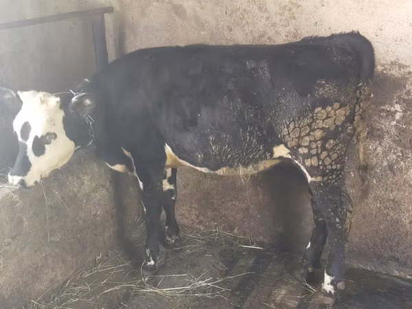 Vaca, Swiss cattle