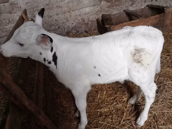 Bull, Holstein breed — Poland