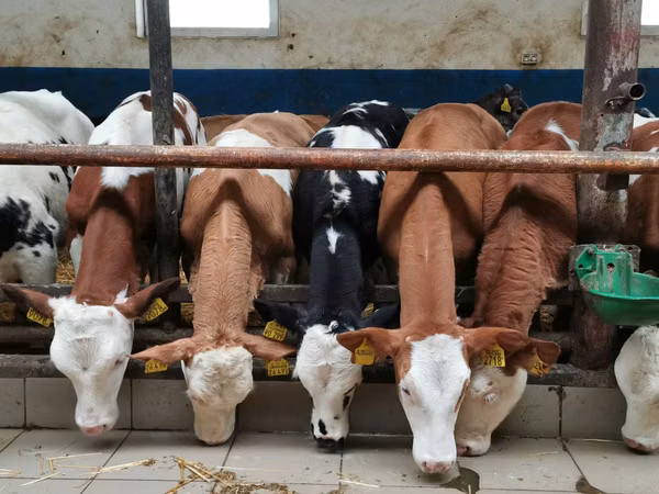 Bull, Simmental cattle