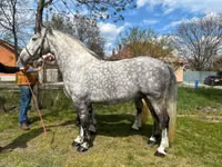 ፈረስ, Horses — ፎቶ 7