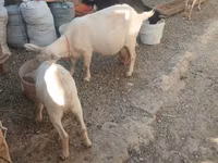 ወንድ ፍየል, Goats — ፎቶ 1