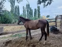 فرس, French Trotter — الصورة 1