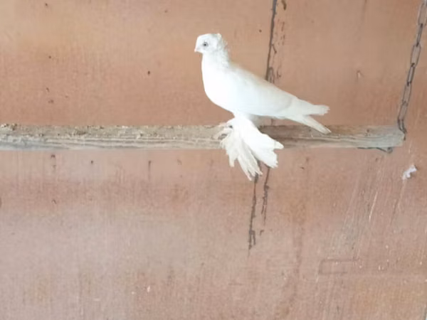 White — Kyrgyzstan