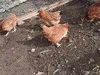 Chickens — photo 2