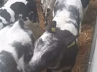 Bou, Bovine — foto 2